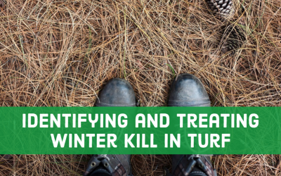 Lawn Disease Winter Kill