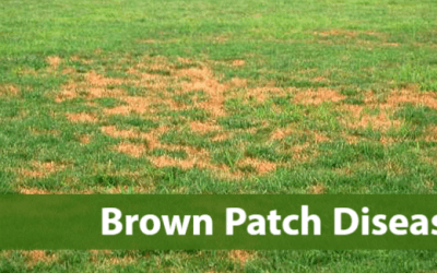 Lawn Disease – Brown Patch