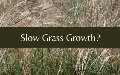 Slow Grass Growth
