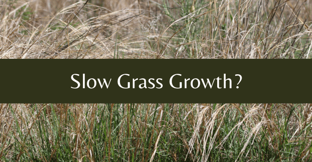 this image shows slow grass growth in south carolina