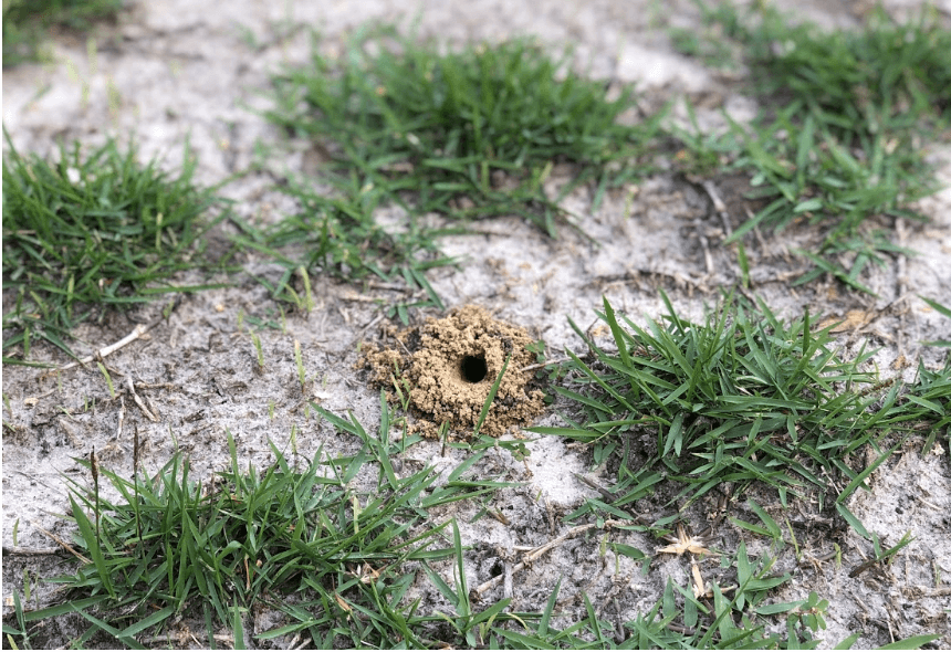 Mole cricket mound