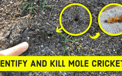 Mole Cricket damage