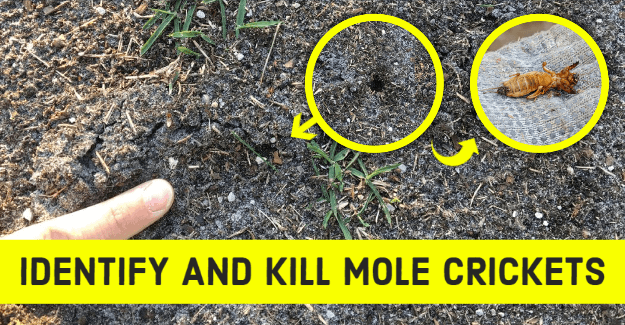 identifying mole cricket damage