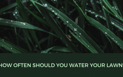 How often should you water your lawn?