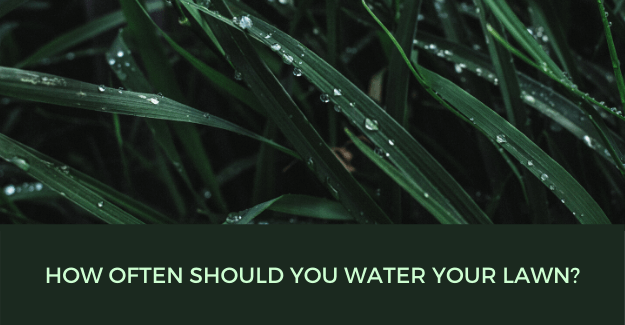 how often should you water your lawn