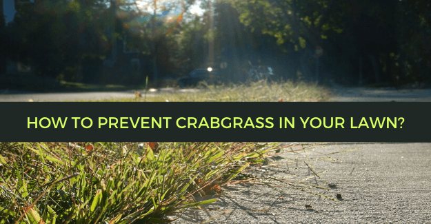 How to prevent crabgrass in your lawn?