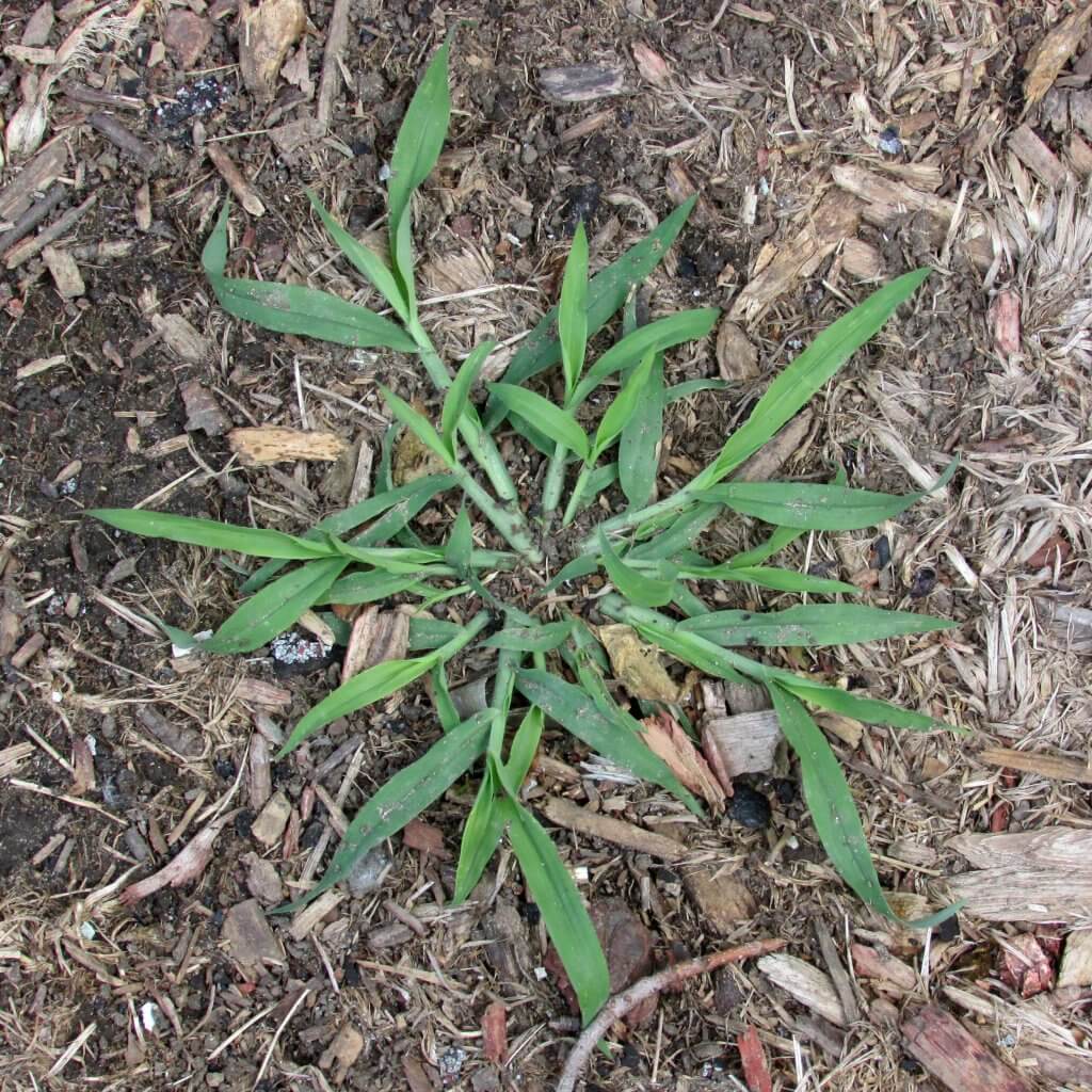 How To Prevent Crabgrass In Your Lawn ⋆ Blog ⋆ Quiet Lawn Llc