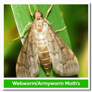 Sod Webworms or Armyworms are the larvae form of tiny brown sod webworm moths that lay eggs on the grass.  The moth sizes range between half or three-quarter inches long. Their wings and bodies are often brown.