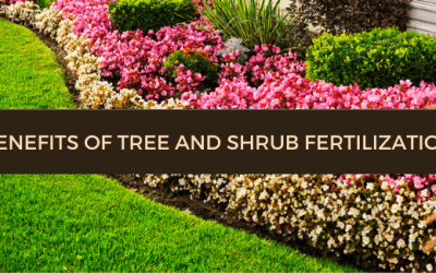 Benefits of tree and shrub fertilization