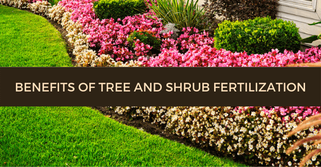 Benefits of tree and shrub fertilization