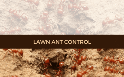 Lawn ant control