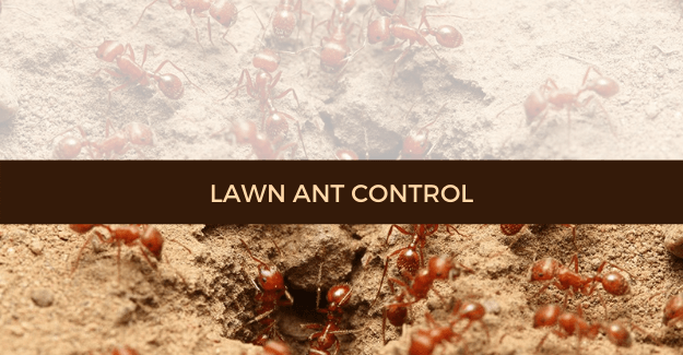 lawn ant control