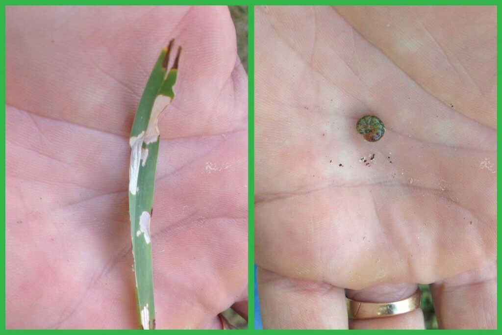 Identify Sod Webworm damage in your lawn by looking for individual grass blades that look like they have chew marks on the sides or look "skeletonized" with parts of the green chlorophyll stripped away and also looking for tiny green caterpillars in the thatch area of the grass close to the soil.