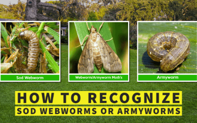 How to Prevent Sod Webworms