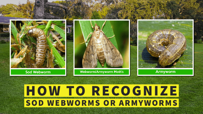 How to Prevent Sod Webworms