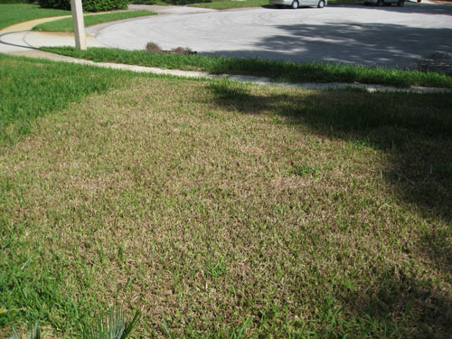 St. Augustinegrass residential lawn damaged by tropical sod webworm (foreground). Photograph by Steven Arthurs, University of Florida.