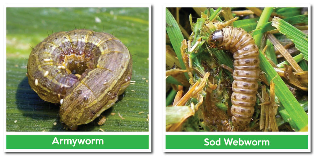 The size of the sod webworm or armyworm caterpillars ranges in between three-quarters to an inch in length. Their bodies are usually white or tan in color covered with dark spots. They have a dark round head.