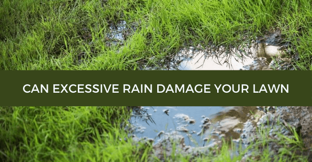 Can excessive rain damage your lawn