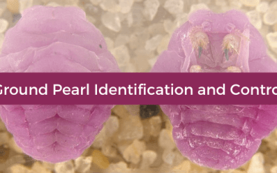 Ground Pearl Identification and Control