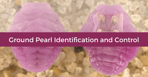 Ground Pearl Identification and Control