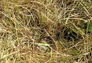 dry grass,lawn care Myrtle summer watering tips