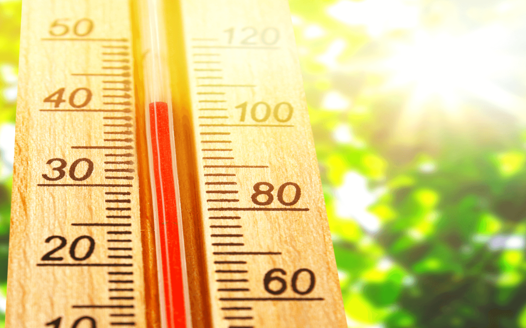 Lawn Care Summer Heat | Keep Lawns Green in Myrtle Beach