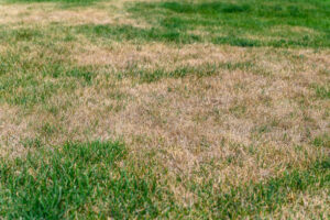 Patchy grass, lawn in bad condition and need maintenance. Lawn with dry and dead grass. Green grass and dry grass.lawn care Myrtle summer watering tips
