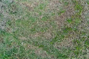 Wilting of a grass,lawn care Myrtle summer watering tips